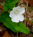 Stylisma humistrata (Walt.) Chapman