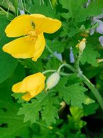 Stylophorum diphyllum (Michaux)  Nuttall