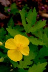 Stylophorum diphyllum (Michaux)  Nuttall
