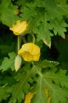 Stylophorum diphyllum (Michaux)  Nuttall
