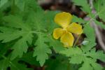 Stylophorum diphyllum (Michaux)  Nuttall