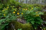 Stylophorum diphyllum (Michaux)  Nuttall
