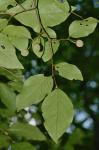 Styrax americanus Lamarck var. americanus