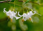 Styrax americanus Lamarck var. americanus