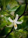 Styrax americanus Lamarck var. americanus