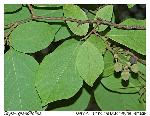Styrax grandifolius Aiton
