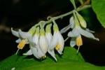 Styrax grandifolius Aiton