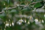 Styrax japonicus Sieb. & Zucc.