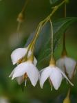 Styrax japonicus Sieb. & Zucc.
