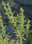 Suaeda linearis (Ell.) Moq.