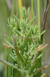 Suaeda linearis (Ell.) Moq.