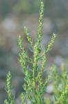 Suaeda maritima (L.) Dumort