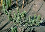 Suaeda maritima (L.) Dumort