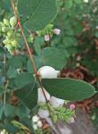 Symphoricarpos albus (L.) Blake var. laevigatus (Fern.) Blake