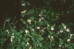 Symphoricarpos albus (L.) Blake
