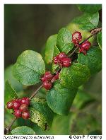 Symphoricarpos orbiculatus Moench