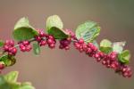 Symphoricarpos orbiculatus Moench