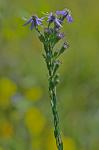 Symphyotrichum concolor (L.) Nesom