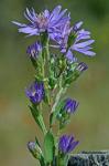 Symphyotrichum concolor (L.) Nesom