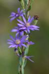 Symphyotrichum concolor (L.) Nesom
