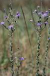 Symphyotrichum concolor (L.) Nesom