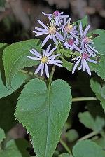 Symphyotrichum cordifolium (L.) Nesom