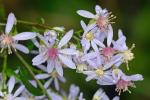 Symphyotrichum cordifolium (L.) Nesom