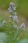Symphyotrichum cordifolium (L.) Nesom
