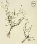 Symphyotrichum divaricatum (Nutt.) Nesom