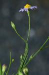 Symphyotrichum divaricatum (Nutt.) Nesom