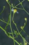 Symphyotrichum divaricatum (Nutt.) Nesom