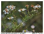 Symphyotrichum dumosum (L.) Nesom var. dumosum