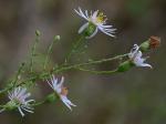 Symphyotrichum dumosum (L.) Nesom var. dumosum