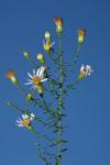 Symphyotrichum dumosum (L.) Nesom var. dumosum