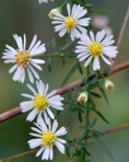 Symphyotrichum dumosum (L.) Nesom var. dumosum
