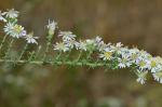 Symphyotrichum ericoides (L.) Nesom var. ericoides