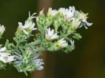 Symphyotrichum ericoides (L.) Nesom var. ericoides