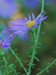 Symphyotrichum grandiflorum (L.) Nesom