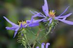 Symphyotrichum grandiflorum (L.) Nesom
