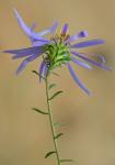 Symphyotrichum grandiflorum (L.) Nesom
