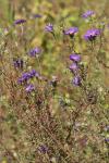 Symphyotrichum grandiflorum (L.) Nesom