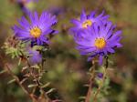 Symphyotrichum grandiflorum (L.) Nesom