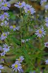 Symphyotrichum concinnum (Willd.) Mohlenbr.