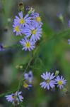 Symphyotrichum concinnum (Willd.) Mohlenbr.