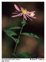 Symphyotrichum laeve (L.) A. & D. Love