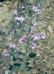 Symphyotrichum laeve (L.) A. & D. Love