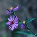 Symphyotrichum laeve (L.) A. & D. Love