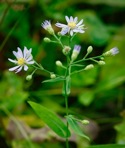 Symphyotrichum laeve (L.) A. & D. Love