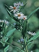 Symphyotrichum lanceolatum (Willd.) Nesom