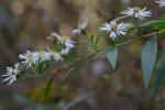 Symphyotrichum lanceolatum (Willd.) Nesom